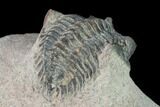 Bargain, Metacanthina Trilobite - Lghaft, Morocco #133977-4